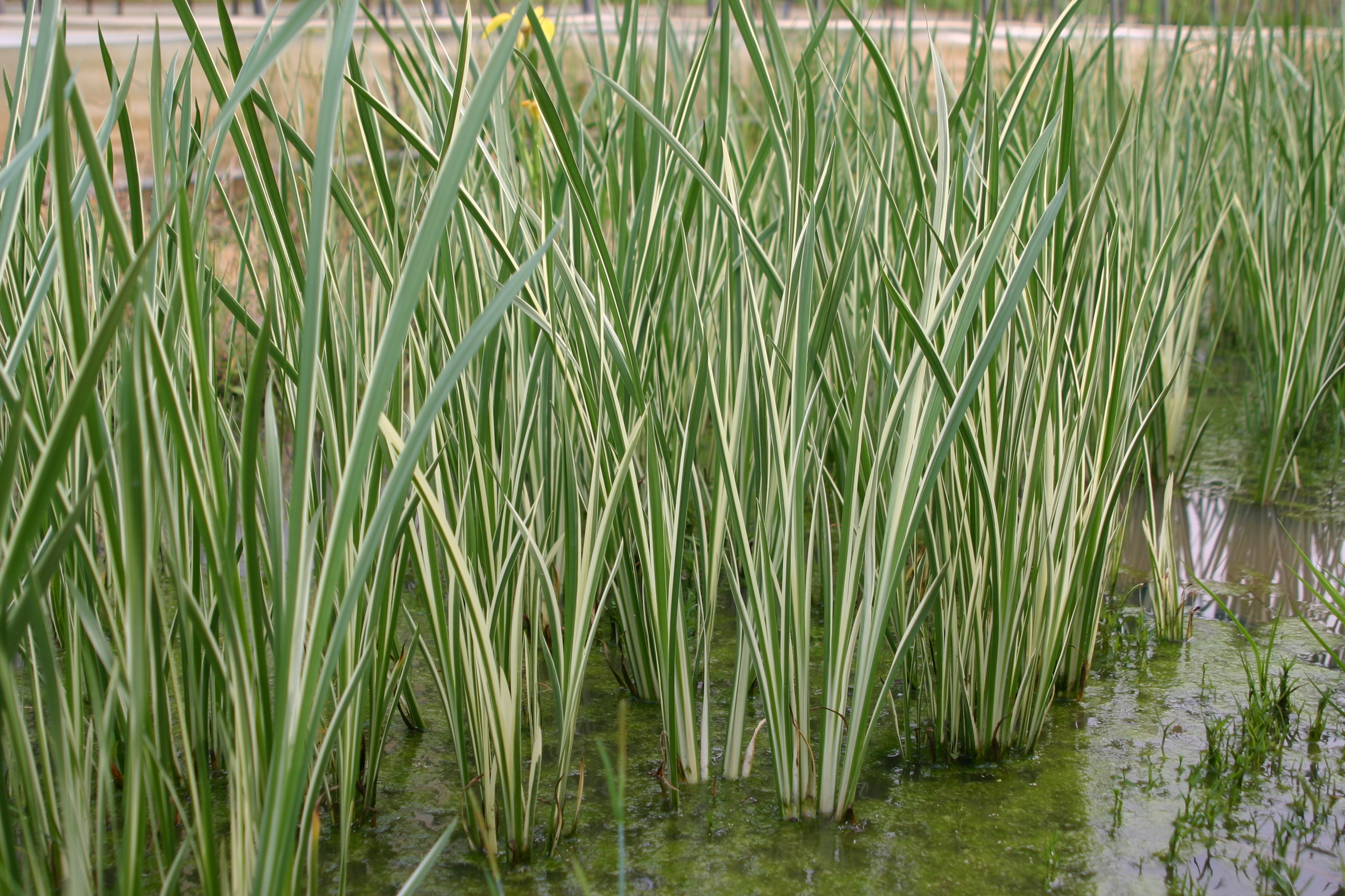 Acorus calamus var. angustatus 'Variegatum'
